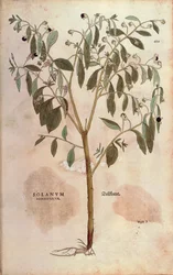 Belladonna - Atropa belladonna (Solanum somniferum) af Leonhart Fuchs fra De historia stirpium commentarii insignes (Notable Commentarars on the History of Plants) farvet gravering