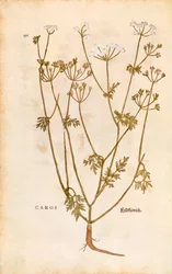 Kommen - Carum carvi (Caros) af Leonhart Fuchs fra De historia stirpium commentarii insignes (Notable Commentaries on the History of Plants) farvet gravering