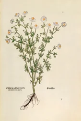 Kamille - Matricaria chamomilla (Chamaemelum leucanthemum) af Leonhart Fuchs fra De historia stirpium commentarii insignes (bemærkelsesværdige kommentarer til planternes historie), farvestik