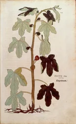 Almindelig figen - Ficus carica (Ficus sativa) af Leonhart Fuchs fra De historia stirpium commentarii insignes (bemærkelsesværdige kommentarer til planternes historie), farvet stik.