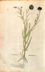 Kornblomst (Centaurea cyanus) af Leonhart Fuchs fra De historia stirpium commentarii insignes (Notable Commentarars on the History of Plants), farvet gravering