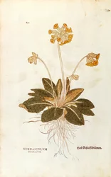 Koslip - Primula veris officinalis (Verbasculum odoratum) af Leonhart Fuchs fra De historia stirpium commentarii insignes (Notable Commentarars on the History of Plants), farvet gravering