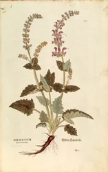 Dragonmouth (Horminum eller Orminum sylvestre) af Leonhart Fuchs fra De historia stirpium commentarii insignes (Notable Commentarars on the History of Plants), farvet gravering