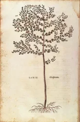 Europæisk lærk (Larix decidua) af Leonhart Fuchs fra De historia stirpium commentarii insignes (Notable Commentarars on the History of Plants) farvet gravering