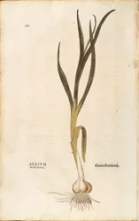 Hvidløg - Allium sativum (Allium hortense) af Leonhart Fuchs fra De historia stirpium commentarii insignes (Notable Commentaries on the History of Plants), koloreret gravering