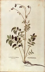 Stor pimpinelle - Sanguisorba officinalis (Sanguisorba major) af Leonhart Fuchs fra De historia stirpium commentarii insignes (Notable Commentaries on the History of Plants) farvelagt gravering