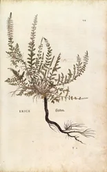 Heather - Calluna vulgaris (Erice) af Leonhart Fuchs fra De historia stirpium commentarii insignes (Notable Commentarars on the History of Plants), farvet gravering