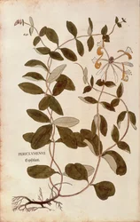 Honeysuckle (Lonicera periclymenum) af Leonhart Fuchs fra De historia stirpium commentarii insignes (Notable Commentarars on the History of Plants), farvet gravering
