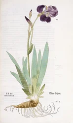 Iris Germanicus, 1542