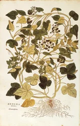 Ivy (Hedera helix nigra aurea) af Leonhart Fuchs fra De historia stirpium commentarii insignes (Notable Commentarars on the History of Plants), farvet gravering