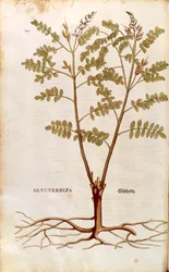 Lakrids eller lakrids (Glycyrrhiza glabra) af Leonhart Fuchs fra De historia stirpium commentarii insignes (Notable Commentarars on the History of Plants) farvet gravering