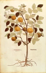 Kvæde - Cydonia oblonga (Cotonea malus) af Leonhart Fuchs fra De historia stirpium commentarii insignes (Notable Commentaries on the History of Plants), farvet gravering