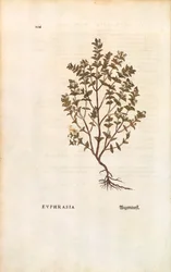 Rød øjentrøst (Euphrasia officinalis) af Leonhart Fuchs fra De historia stirpium commentarii insignes (Notable Commentarars on the History of Plants) farvet gravering