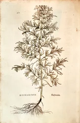 Rosmarin, Rosmarinus Officinalis (Rosmarinus). farvet gravering