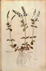 Speedwell - Veronica officinalis eller kompakt blå speedwell - Veronica allionii (Chamaedrys vulgaris mas) af Leonhart Fuchs fra De historia stirpium commentarii insignes (Notable Commentarars on the History of Plants) farvet gravering