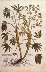 Stinking Hellebore eller Dungwort - Helleborus foetidus (Helleborus niger adulterinus sylvestris) af Leonhart Fuchs fra De historia stirpium commentarii insignes (Notable Commentarars on the History of Plants), farvet gravering