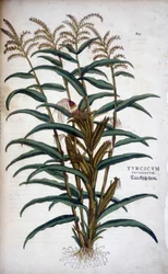 Turkish Grain (Mis) - i ""The History of the Races of Notable Commentarars"" af Leonhart Fuchs