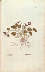 Violet (Viola odorata) af Leonhart Fuchs fra De historia stirpium commentarii insignes (Notable Commentarars on the History of Plants), farvet gravering