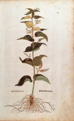 Hvid svaleurt - Cynanchum vincetoxicum (Asclepias) af Leonhart Fuchs fra De historia stirpium commentarii insignes (Notable Commentarars on the History of Plants) farvet gravering