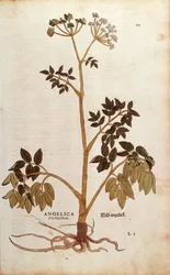 Wild Angelica (Angelica sylvestris) af Leonhart Fuchs fra De historia stirpium commentarii insignes (Notable Commentarars on the History of Plants) farvet gravering
