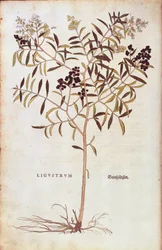 Wild Privet (Ligustrum vulgare) af Leonhart Fuchs fra De historia stirpium commentarii insignes (Notable Commentarars on the History of Plants) farvet gravering