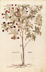 Vilde kirsebær - Prunus avium (Cerasus) af Leonhart Fuchs fra De historia stirpium commentarii insignes (Notable Commentaries on the History of Plants) farvet gravering