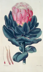 Protea Beautiful, Perigonia Pistille (Pl.12) fra 