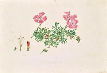 Alpin nellike (Dianthus alpinus)
