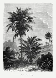 Vintage-tegning af et palmetræ V