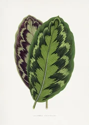 Illustration af et blad fra Calathea veitchiana
