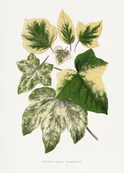 Illustration af et grønt blad