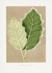 Illustration af et grønt Solanum marginatum-blad