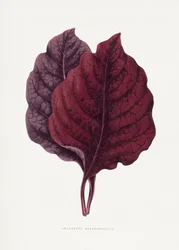 Illustration af et lyserødt amarantblad