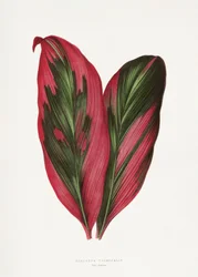 Illustration af et blad fra en lyserød Dracaena terminalis