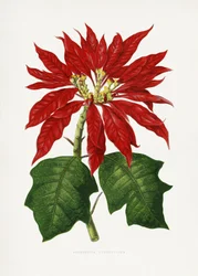 Illustration af et Poinsettia pulcherrima-blad