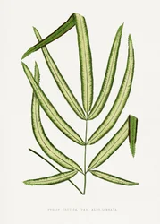 Illustration af et blad fra Pteris cretica