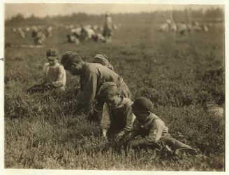 Jo Arnao 3, plukker tranebær sammen med sin bror 6 og søster 9 i Whites Bog, Browns Mills, New Jersey, 1910