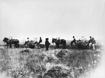 Skæring af hø i Policoro-marker, bønder med heste og vogne, Basilicata, begyndelsen af 1900-tallet, Italien, 20. århundrede