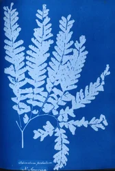 Cyanotype af en nordamerikansk bregne, Adiantum pedatum