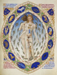 Hertugen af Berrys Très Riches Heures: Anatomisk mand