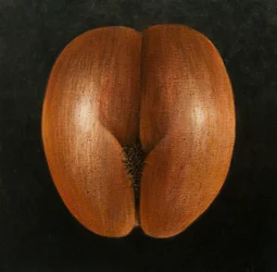 Coco de Mer, 2010 (akryl på lærred)