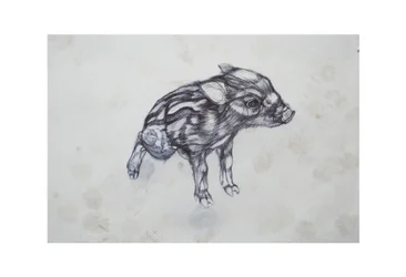 Lille gris, 2015, (bic biro på papir)