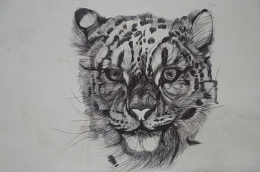 Snow Leopard,2016,(bic biro på papir)