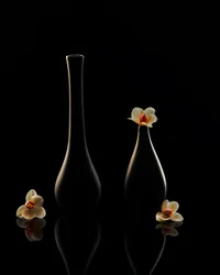 Elegante orkidé-refleksioner