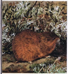 Brown Lemming, en kraftig gnaver, der lever i en honningkage af tunneler