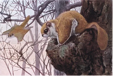 Southern Flying Squirrel har glidende membraner