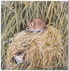 Western Harvest Mouse lever og yngler i en græsklædt rede
