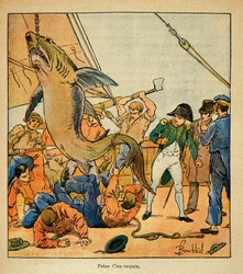 Illustration af Bombled Louis (1862-1927) fra bogen "The Memorial of St. Helene" af Grev Emmanuel de Las Cases (1766-1842): Kejser Napoleon overværer fangsten af en haj ombord på Northumberland, Private Collection