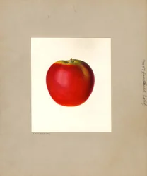 Æble (Malus domestica: nr. 57) (akvarel)