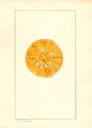 Appelsin (Citrus sinensis) (vandfarve)